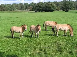 Przewalski paarden