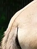 Przewalski
