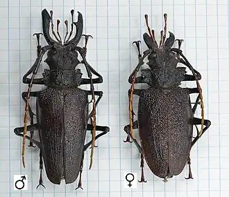 Psalidognathus thomsoni