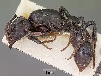 Psalidomyrmex feae