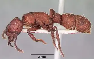Psalidomyrmex foveolatus