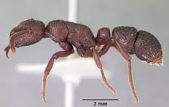 Psalidomyrmex sallyae