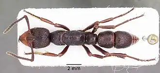 Psalidomyrmex wheeleri
