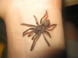 Psalmopoeus langenbucheri