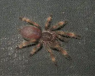 Psalmopoeus reduncus