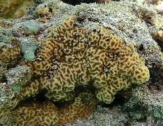 Psammocora profundacella