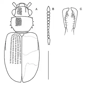 Psammoecus hacquardi