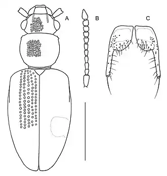 Psammoecus longicornis