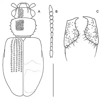 Psammoecus marginicollis