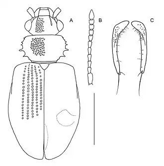 Psammoecus personatus
