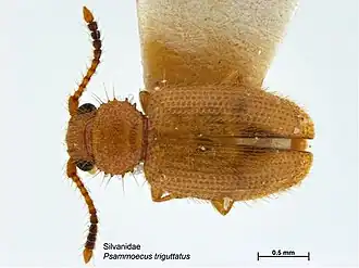 Psammoecus triguttatus