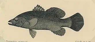 Psammoperca waigiensis
