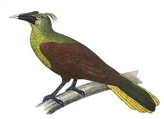 Pará-oropendola