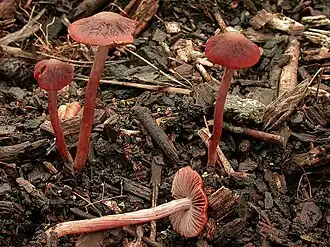 Purperrode franjehoed