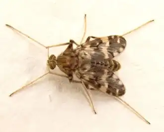 Psectrotanypus varius