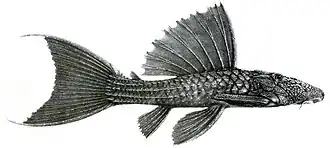 Pseudacanthicus fordii