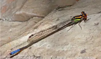 Pseudagrion angolense