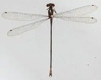 Pseudagrion bicoerulans