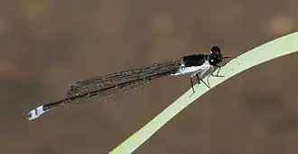 Pseudagrion commoniae