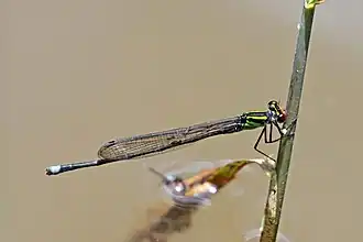 Pseudagrion dispar