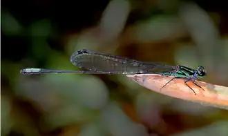 Pseudagrion estesi