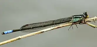 Pseudagrion gamblesi