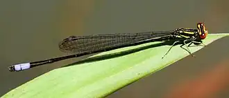 Pseudagrion hageni