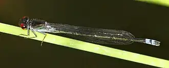 Pseudagrion hamoni