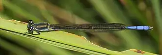 Pseudagrion inopinatum