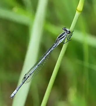 Pseudagrion kersteni