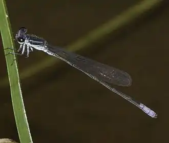 Pseudagrion makabusiense
