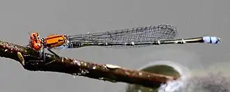 Pseudagrion massaicum