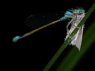 Pseudagrion microcephalum