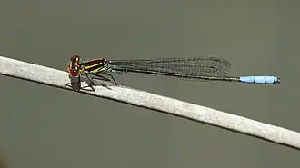 Pseudagrion newtoni
