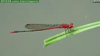 Pseudagrion pilidorsum