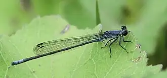 Pseudagrion salisburyense