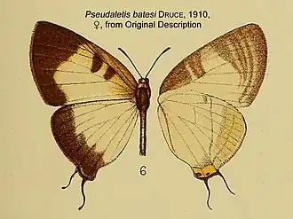 Pseudaletis