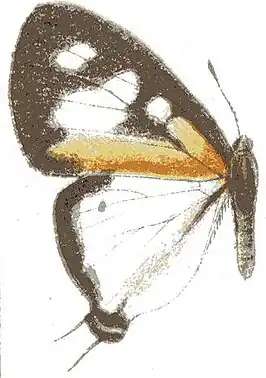 Pseudaletis antimachus