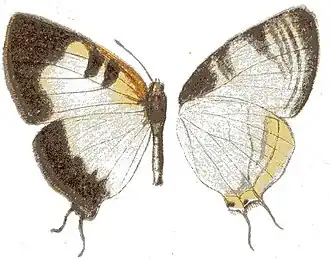 Pseudaletis batesi