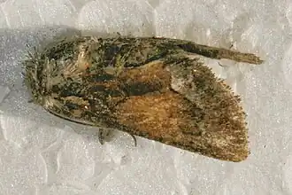 Pseudanarta flava