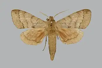 Pseudandriasa mutata