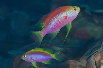 Pseudanthias ventralis ventralis