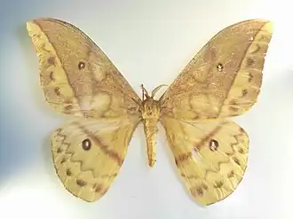 Pseudantheraea discrepans
