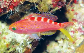 Pseudanthias flavoguttatus