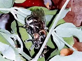 Pseudapis oxybeloides