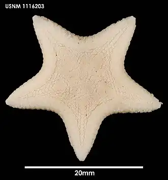 Pseudarchaster discus