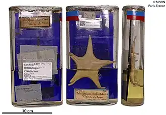 Pseudarchaster gracilis