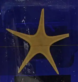 Pseudarchaster parelii