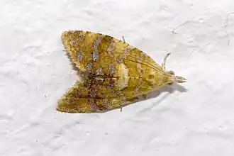 Zilvervlekbladroller