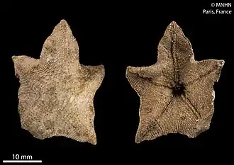 Pseudasterina granulosa